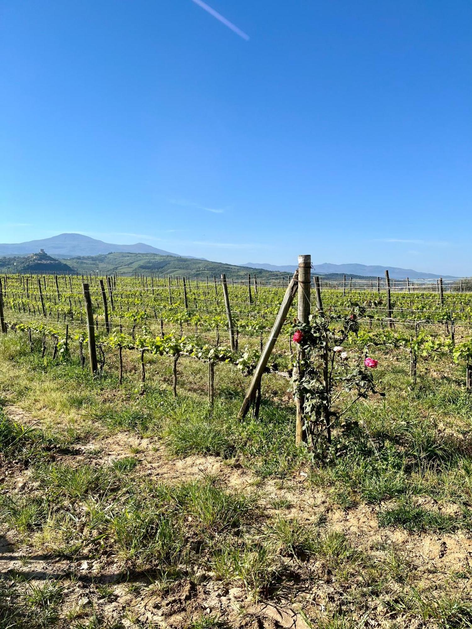 Agriturismo Le Querciole In Val D'Orcia Баньо-Виньони Экстерьер фото